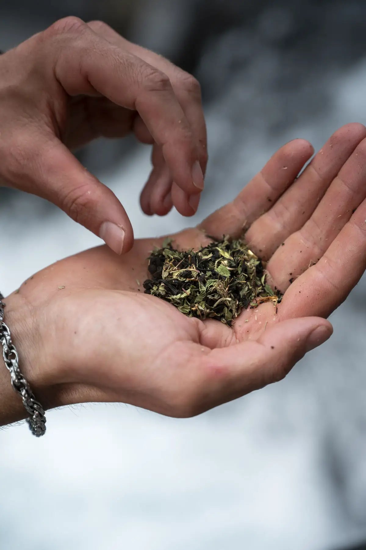 Des feuilles d'Ubac dans le creux de la main